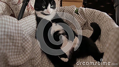 Video Animee De Camera De Chat Noir Avec Le Ventre Blanc Que Couche Sur Le Dos Dans Une Voiture D Enfant Concept De La Vie Des An Clips Videos Video Du Vert