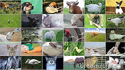 A Variety of Images of African Landscapes and Animals As a Big Image Wall  Stock Video - Video of people, fruit: 181693093