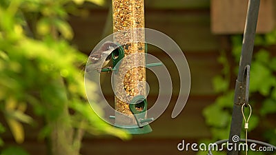 videoclip 4K dei passeri che mangiano i semi da un alimentatore dell'uccello in un giardino britannico durante l'estate video d archivio videoclip 4K dei passeri che mangiano i semi da un alimentatore dell'uccello in un giardino britannico durante l'estate video d archivio