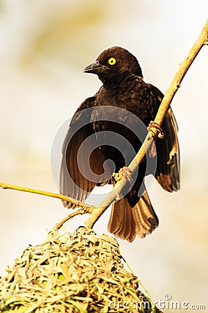 The Vieillot`s black weaver Ploceus nigerrimus attracting female at the nest Stock Photo