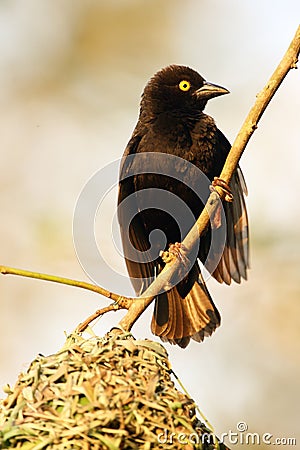 The Vieillot`s black weaver Ploceus nigerrimus sitting at the nest. A large black weaver with a yellow eye at a nest of green Stock Photo