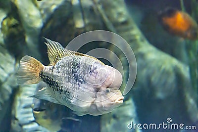 Vieja maculicauda Blackbelt Cichlid . Interesting aquarium fish. Stock Photo
