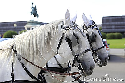 Vienna: Two white horses of a Fiaker on Heldenplatz Stock Photo