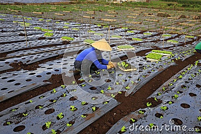 Vietnam farmers cultivating lettuce in field Editorial Stock Photo