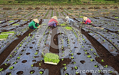 Vietnam farmers cultivating lettuce in field Editorial Stock Photo