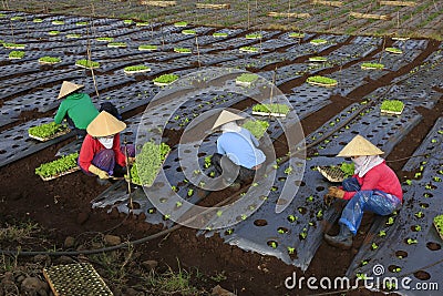 Vietnam farmers cultivating lettuce in field Editorial Stock Photo