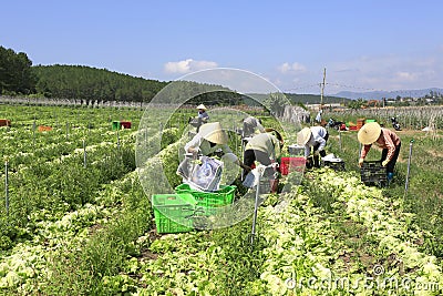 Vietnam farmers cultivating lettuce in field Editorial Stock Photo