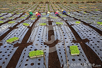 Vietnam farmers cultivating lettuce in field Editorial Stock Photo