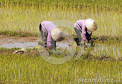 Vietnam, Halong bay road: rice field Editorial Stock Photo