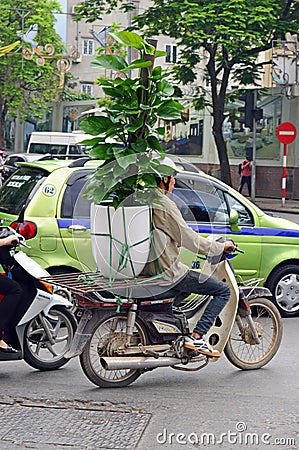 Gentleman with a huge plant on his moped, Hanoi Vietnam Editorial Stock Photo