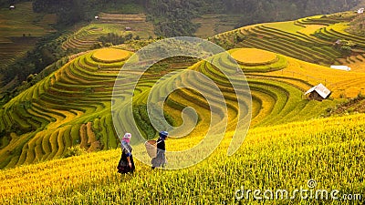 Vietnam. Rice fields prepare the harvest at Northwest Vietnam Editorial Stock Photo