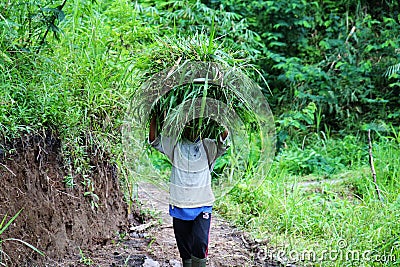 Vietnam worker in a rice plantations Editorial Stock Photo