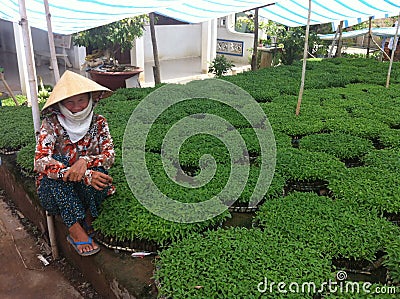 Vietnamese Asian Farmer Selling Chili Plants Editorial Stock Photo