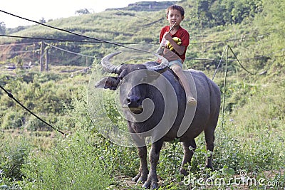 Vietnamese Child on Water Buffalo Editorial Stock Photo