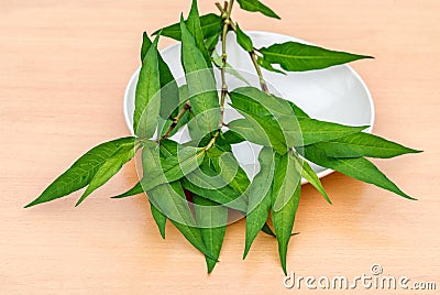 Vietnamese coriander plant Stock Photo