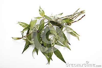 Vietnamese coriander (Polygonum odoratum) Stock Photo