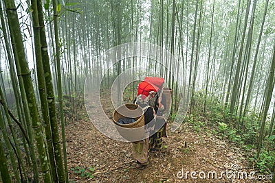 Vietnamese ethnic minority Red Dao women in traditional dress and basket on back in misty bamboo forest in Lao Cai, Vietnam Editorial Stock Photo