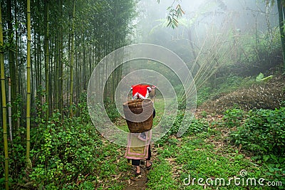 Vietnamese ethnic minority Red Dao women in traditional dress and basket on back in misty bamboo forest in Lao Cai, Vietnam Editorial Stock Photo