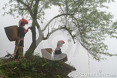 Vietnamese ethnic minority Red Dao women in traditional dress and basket on back with a tree in misty forest in Lao Cai, Vietnam Editorial Stock Photo