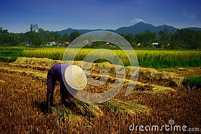 Vietnamese farmer Editorial Stock Photo