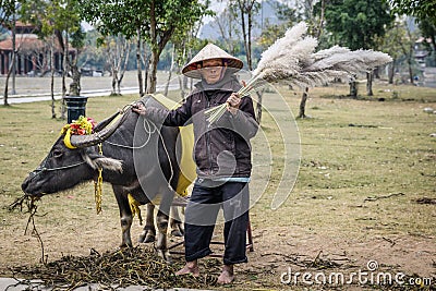 Vietnamese farmer with buffalo in Ninh Binh Editorial Stock Photo