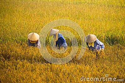 Vietnamese farmer harvesting rice on field Stock Photo