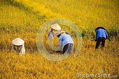 Vietnamese farmer harvesting rice on field Editorial Stock Photo