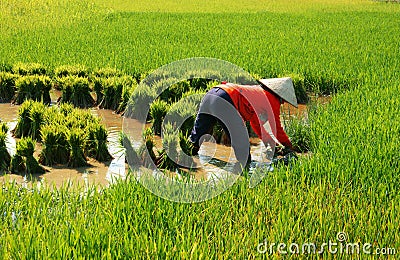 Vietnamese farmer work on rice field Editorial Stock Photo