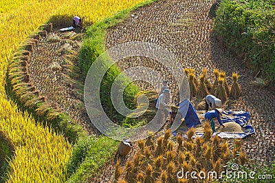 Vietnamese farmers harvesting rice on terraced paddy field Editorial Stock Photo