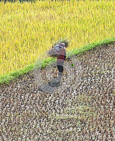 Vietnamese farmers harvesting rice on terraced paddy field Editorial Stock Photo