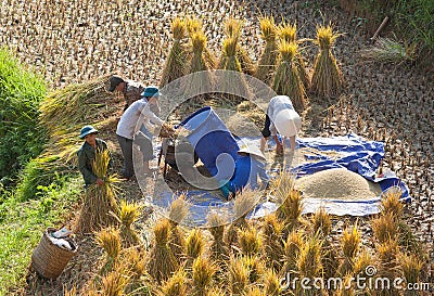 Vietnamese farmers harvesting rice on terraced paddy field Editorial Stock Photo