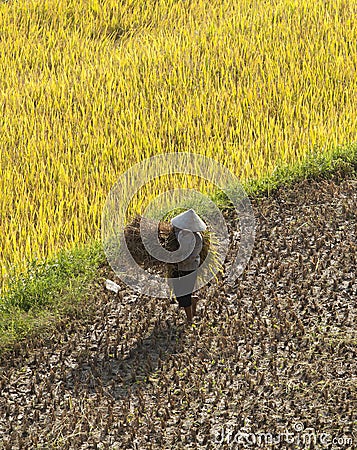 Vietnamese farmers harvesting rice on terraced paddy field Editorial Stock Photo