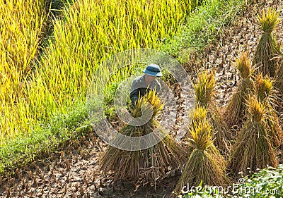 Vietnamese farmers harvesting rice on terraced paddy field Editorial Stock Photo