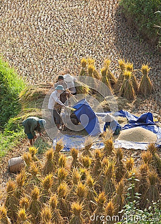 Vietnamese farmers harvesting rice on terraced paddy field Editorial Stock Photo