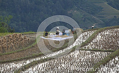 Vietnamese farmers harvesting rice on terraced paddy field Editorial Stock Photo