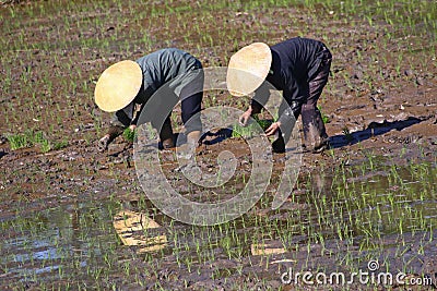 Vietnamese farmers labour and toil in the rice fields Stock Photo