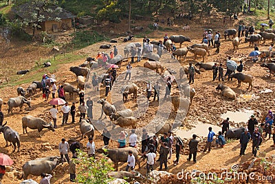 Vietnamese farmers selling and buying water buffalo for agriculture activities Editorial Stock Photo