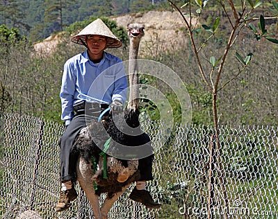 Vietnamese man in traditional straw hat is riding an ostrich Editorial Stock Photo