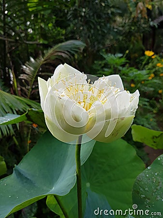Gorgeous White Lily head Vietnam Stock Photo