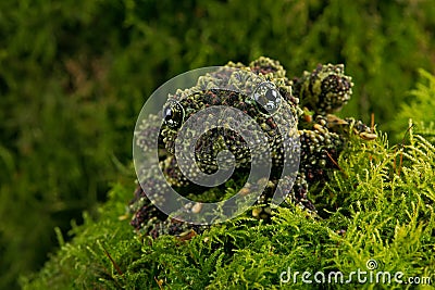 Vietnamese Mossy Frog Theloderma corticale Stock Photo