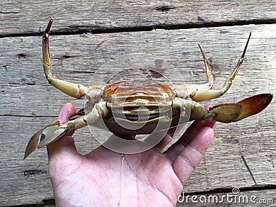 The Vietnamese mud crab, Scylla serrata Stock Photo