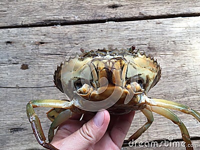 The Vietnamese mud crab, Scylla serrata Stock Photo