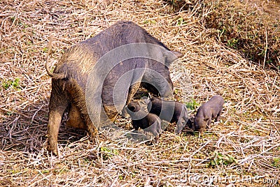 Vietnamese pigs Stock Photo