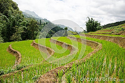 Vietnamese Rice Paddy Fields Stock Photo