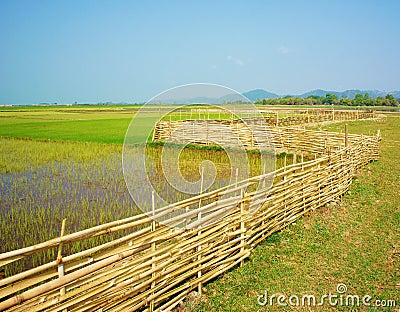 Vietnamese rural, paddy field, bamboo fence Stock Photo