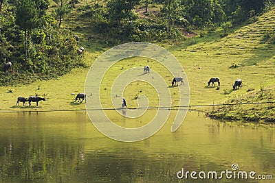 Vietnamese rural scene, with children swimming on the lake and water buffaloes eating grass on beyond hill Stock Photo