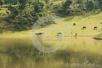 Vietnamese rural scene, with children swimming on the lake and water buffaloes eating grass on beyond hill Stock Photo