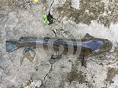 Vietnamese snakehead or striped snakehead fish, Channa striata Stock Photo