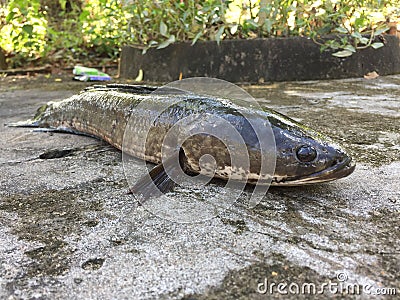 Vietnamese snakehead or striped snakehead fish, Channa striata Stock Photo