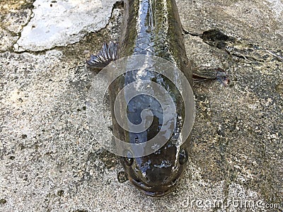 Vietnamese snakehead or striped snakehead fish, Channa striata Stock Photo